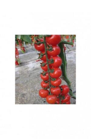 Intrigo F1 Paradicsom