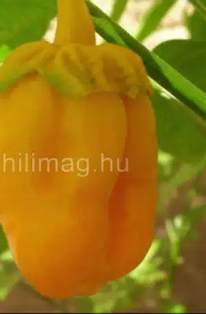 7 Pot Bubblegum Yellow