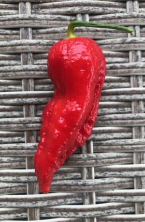 Naga Jolokia Red M-S