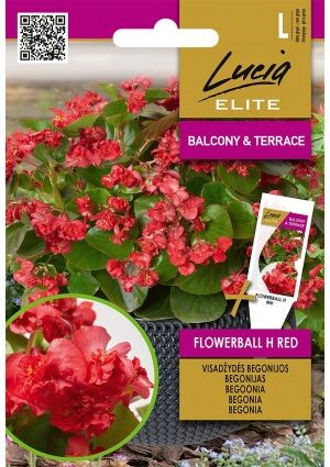 Begonia Flowerball Red F1 EL SL