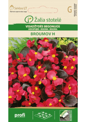 Begónia Broumov Hibrid Z.S SL