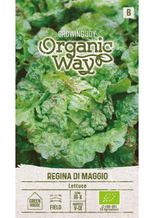 Saláta Regina Di Maggio OW SL