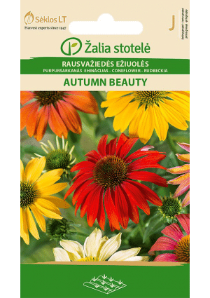 Kasvirág keverék Autumn Beauty  Echinacea Z.S SL