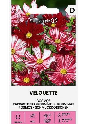 Pillangóvirág Velouette Z.S SL