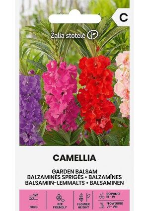 Nebáncsvirág Camellia Z.S SL