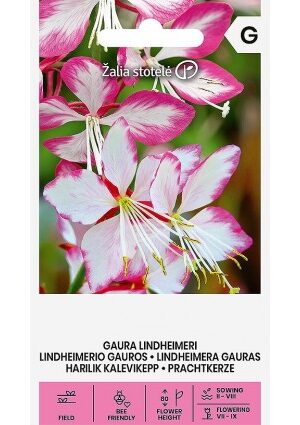 Évelő díszgyertya GAURA LINDHEIMERI Z.S SL