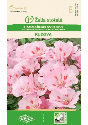 Tündérkürt (Nyári azálea) Ruzova Z.S SL