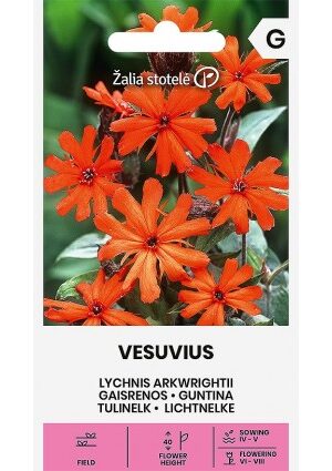 Kakukkszegfű Vesuvius Z.S SL