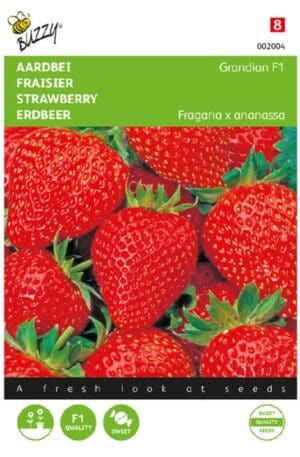 Eper Grandian Hibrid F1 Bz H