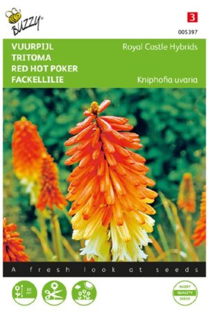 Fürtös fáklyaliliom Royal Castle Hybrids Bz H