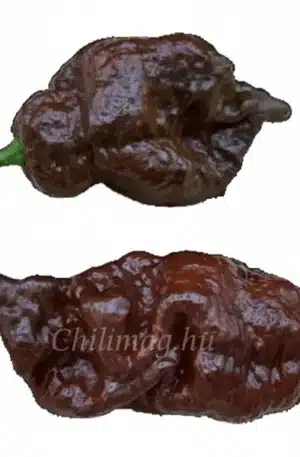 7 Pot Chaguanas Chocolate SCh