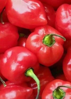 Habanero Caribbean Red