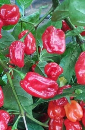 Habanero Tobago Seasoning