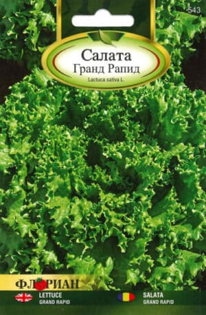 Saláta Grand Rapid Florian Bg