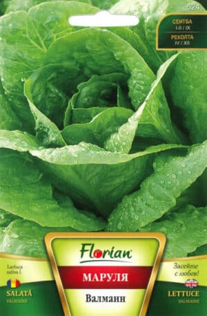 Saláta Valmaine Florian Bg