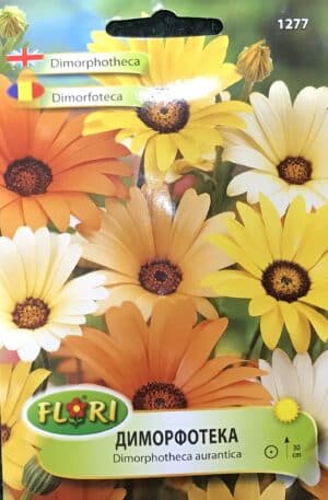 Afrikai körömvirág Florian Bg