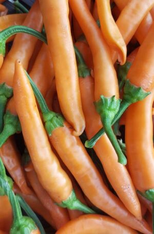 Portokolova Fifironka