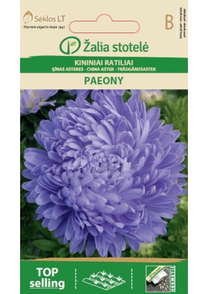 Őszirózsa Paeony Blue Z.S SL
