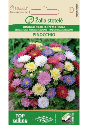 Őszirózsa Pinocchio Z.S SL