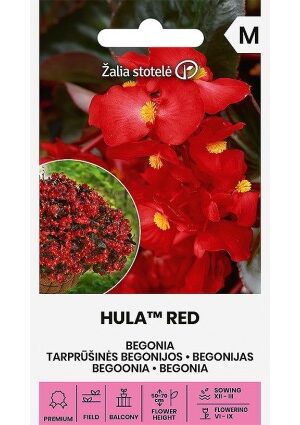 Begonia Hula Red Z.S SL