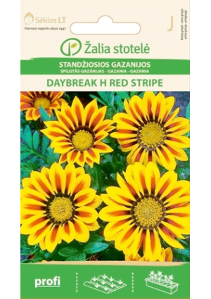 Záporvirág DAYBREAK Hibrid  RED STRIPED Z.S SL