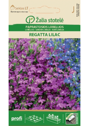 Lobélia Regatta Lilac Z.S SL