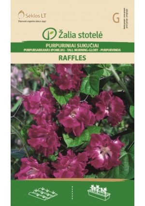 Kerti hajnalka Raffles Z.S SL