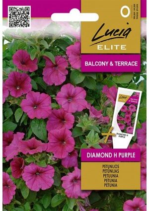 Petunia DIAMOND Hibrid  PURPLE ELN SL