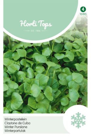 Téli porcsin Winter porstelein Ht H