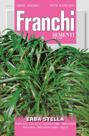 Csókalábú útifű Franchi H