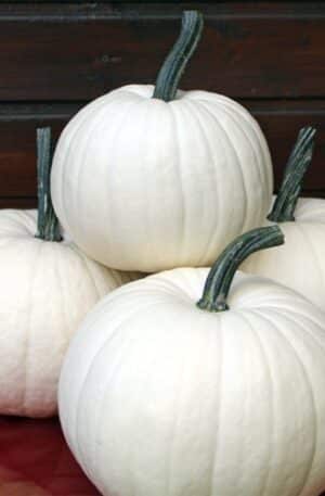 Blanco F1  Dísztök B-S