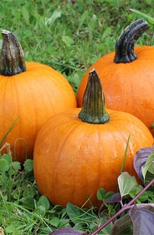 Cinnamon Girl F1 Sütőtök B-S