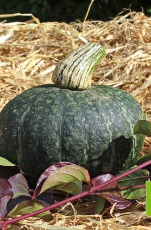 Green Hokkaido Bio B-S Sütőtök