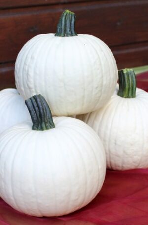 Icicle F1 Dísztök B-S