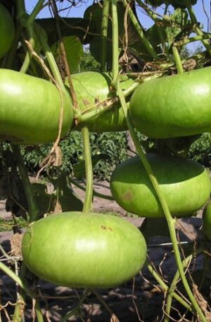 Plate de Corse Sütőtök B-S