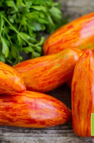 Striped Roman Bio Paradicsom  B-S