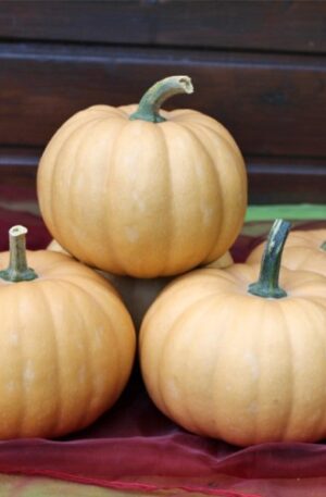 Toledo F1 Sütőtök B-S