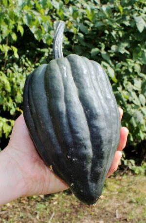 Tuffy Sütőtök B-S