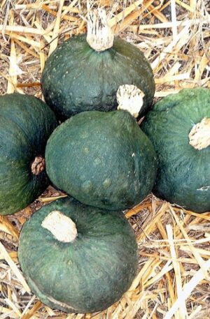 Chestnut Sütőtök B-S