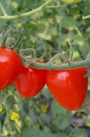 Gardenberry - Tomatoberry Garden F1 Paradicsom B-S