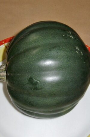 Honey Bear F1 Sütőtök B-S