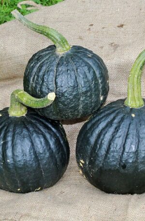 Iron Cup F1 Tetsukabuto Sütőtök B-S