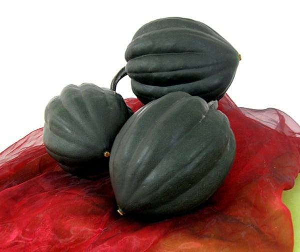 Jet (Set) F1 Sütőtök B-S - Image 2