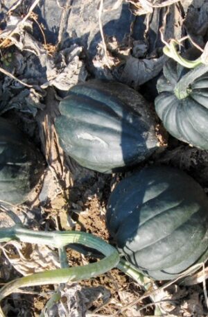 Jet (Set) F1 Sütőtök B-S