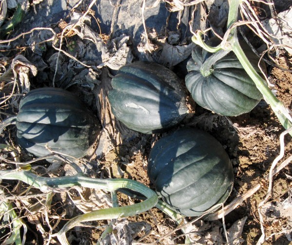 Jet (Set) F1 Sütőtök B-S