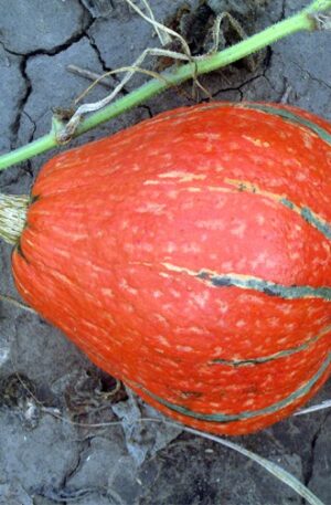 Lakota Sütőtök B-S