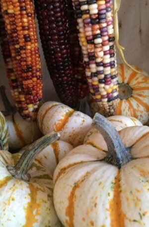 Lil Pumkemon F1 Sütőtök B-S