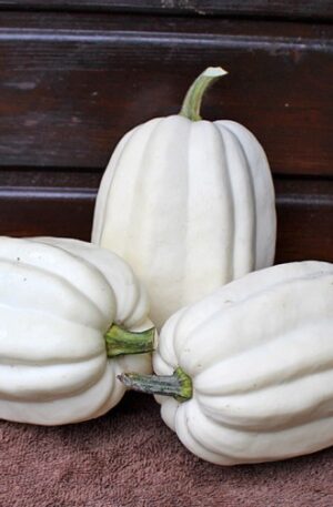 Mashed Potato F1 Sütőtök B-S