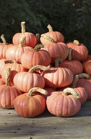 Miss Sophie Pink Sütőtök B-S