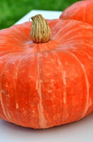 Mooregold Sütőtök B-S